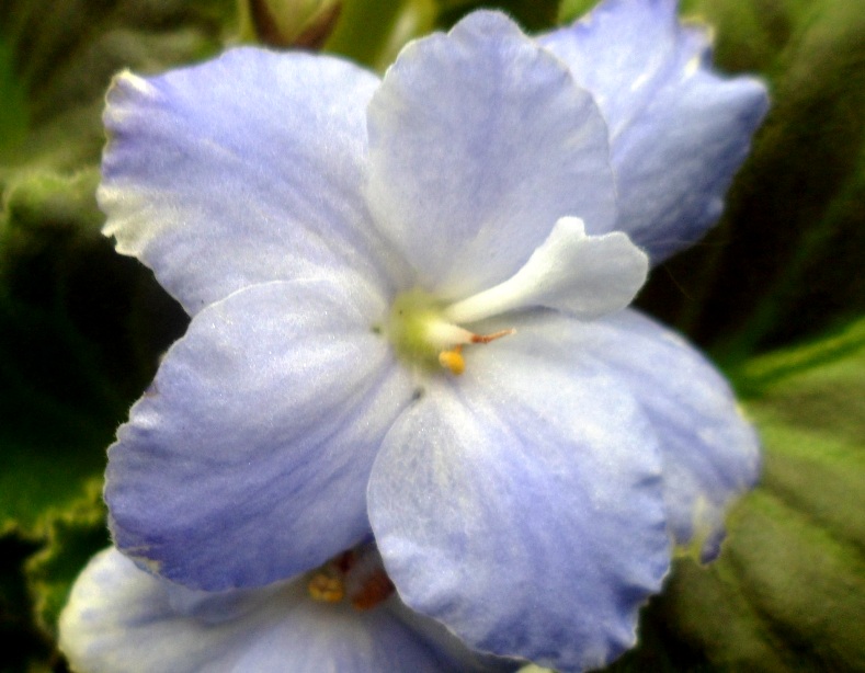 San Mateo Blues 1.JPG