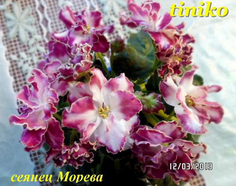 сеянец Морева2.jpg