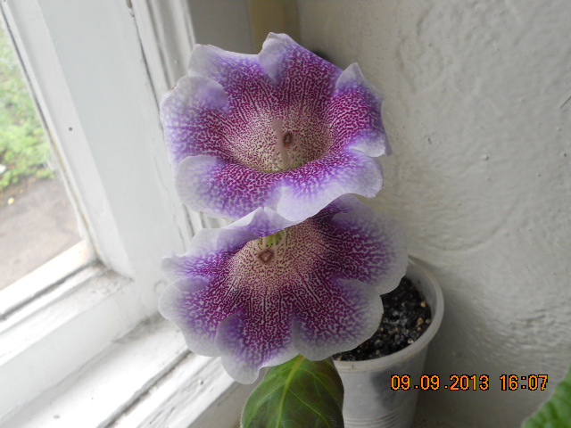 DSCN8580 Ситец.jpg