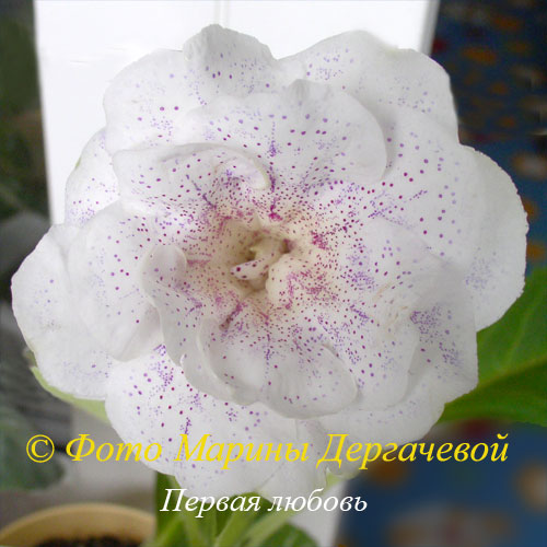 Первая-любовь-500.jpg