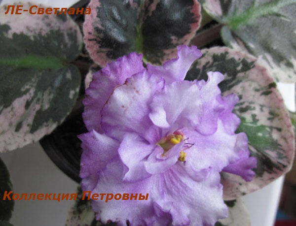 ЛЕ-Светлана2.jpg