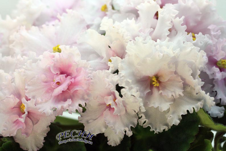 IMG_7665 (121) копия.jpg