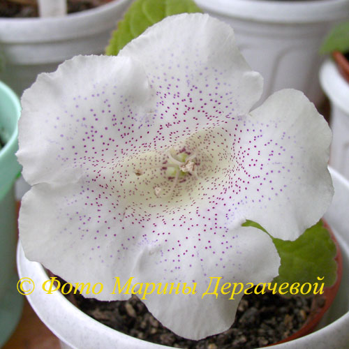 Сеянец-06-500.jpg