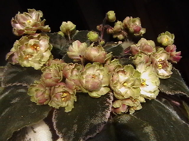 getImage (2).jpg