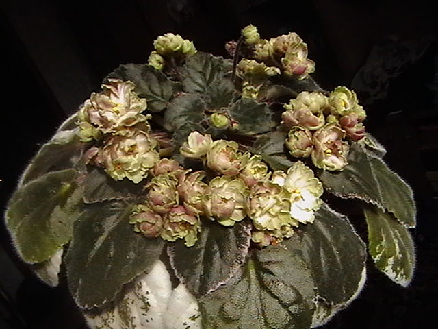 getImage (1).jpg