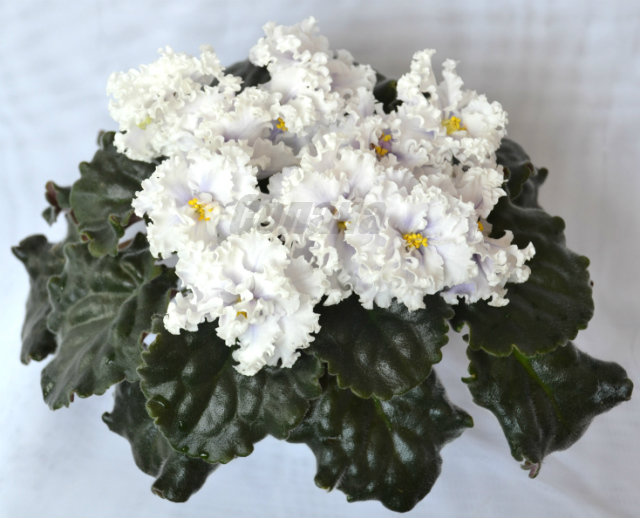 РС-Лаура