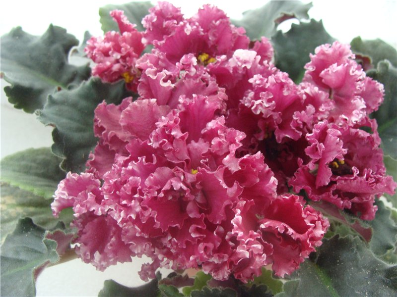 ЛЕ-Взбитые Сливки ( спорт).jpg