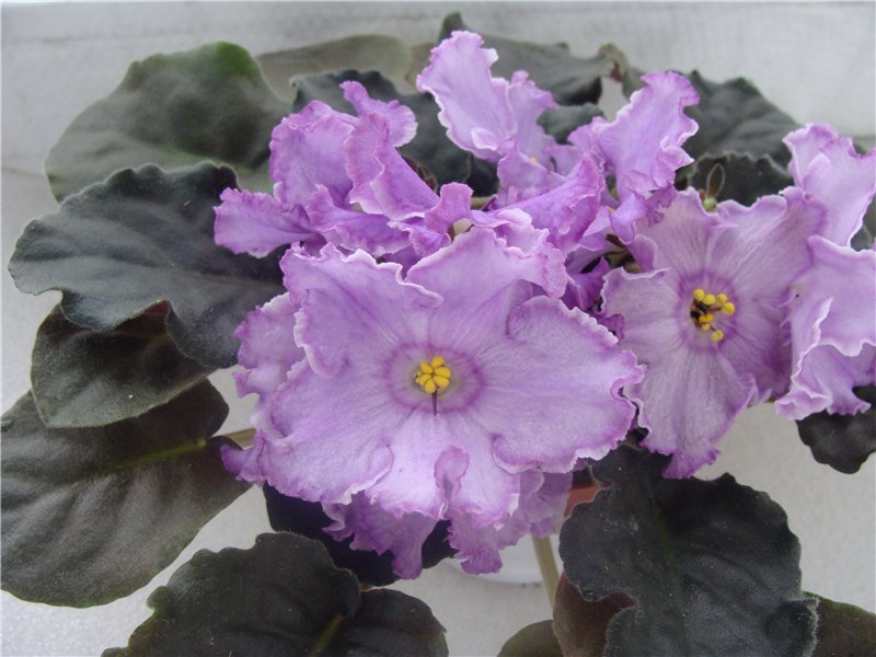 ЛЕ-Кольца Сатурна.jpg