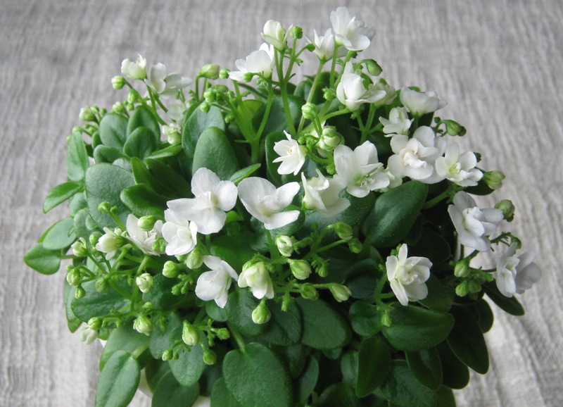 White Strawberry.JPG