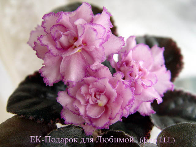ЕК-Подарок для Любимой 3.jpg