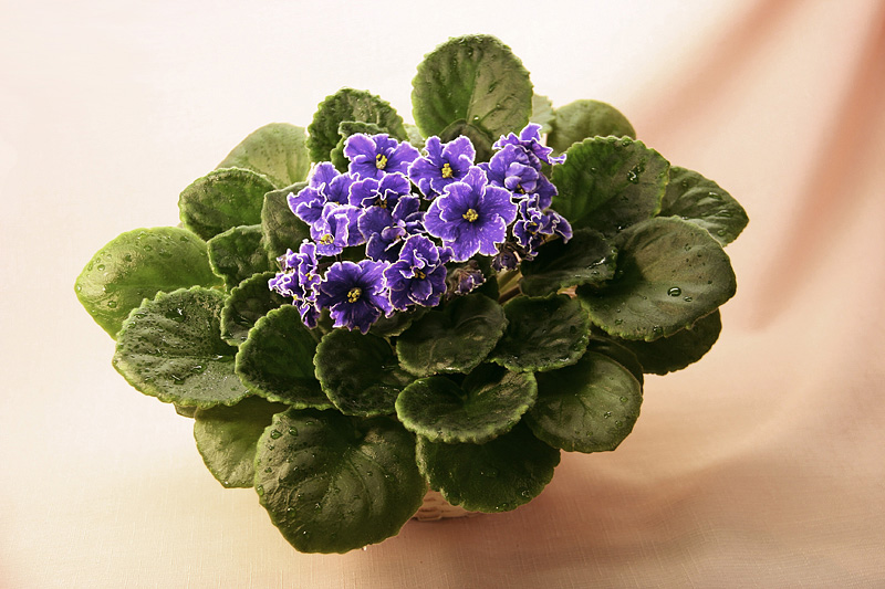 Grape Glory (LLG)