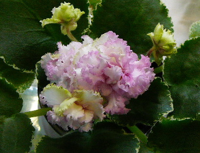 P1000606.jpg