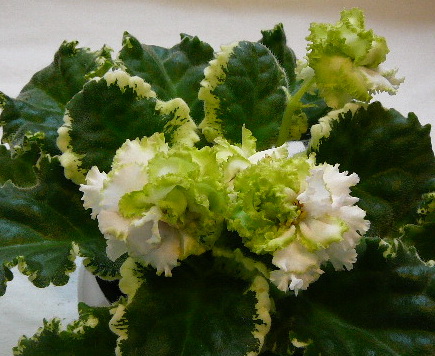 P1000610.jpg
