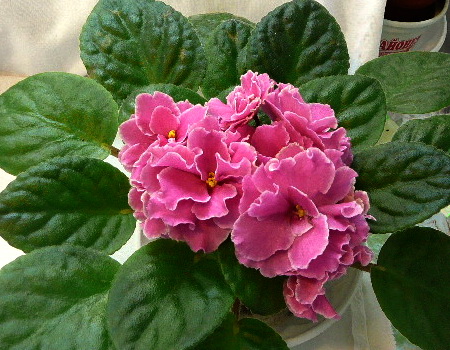 P1000605.jpg
