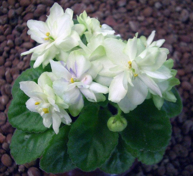 CIMG0009.JPG