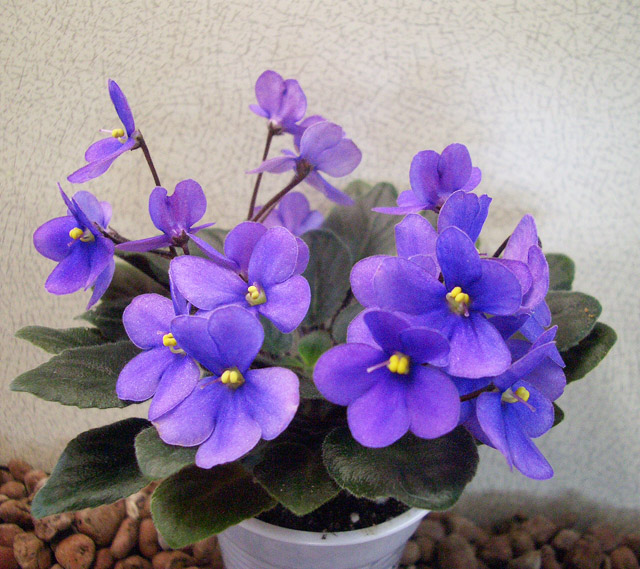 CIMG0005.JPG