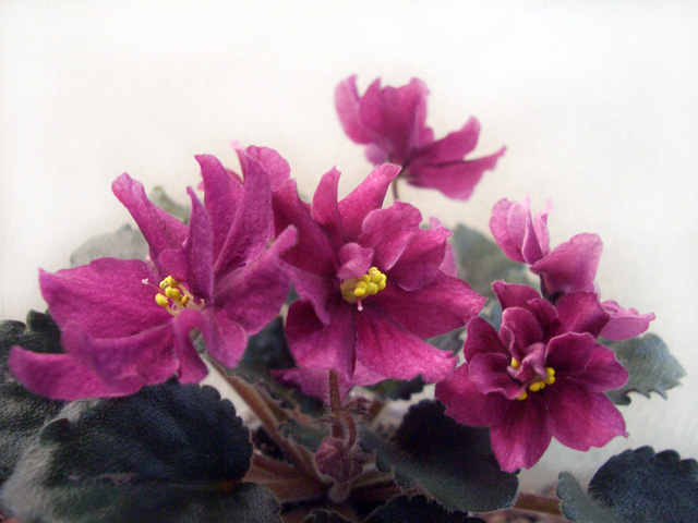 CIMG0111.JPG