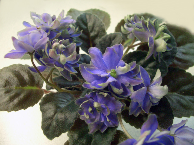 CIMG0094.JPG