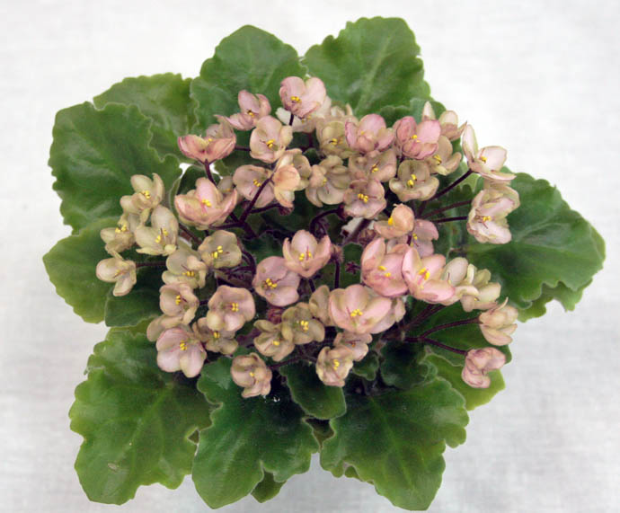 1 место  Emerald Pink (Sorano) коллекционер Н.Старостенко