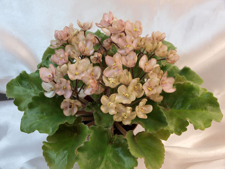 Emerald Pink.jpg