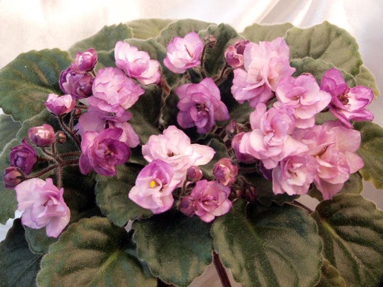 Ness Satin Rose.jpg