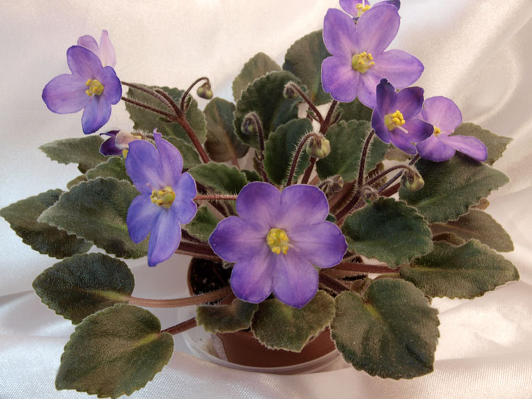 Sea Bells.jpg
