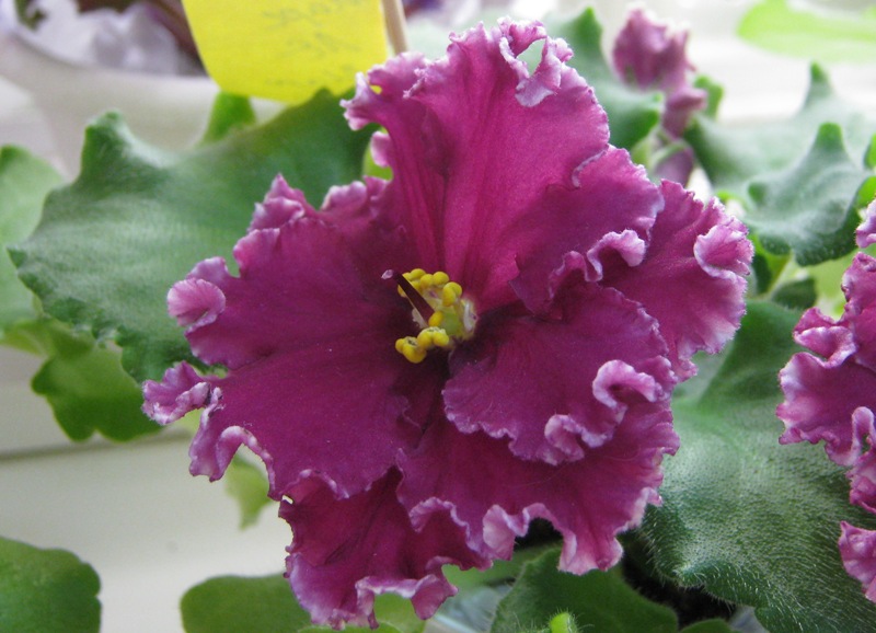 Плессер ЛЕ-Марс.JPG