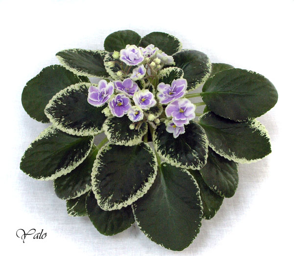 2 место – Buckeye Seductress (P. Hancock), колл. В. Титовская