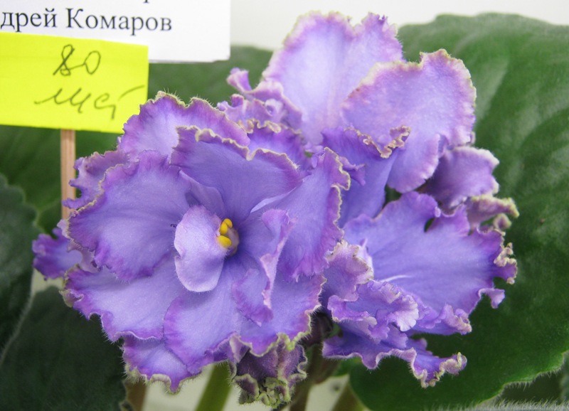 Комаров Blue Dragon.JPG