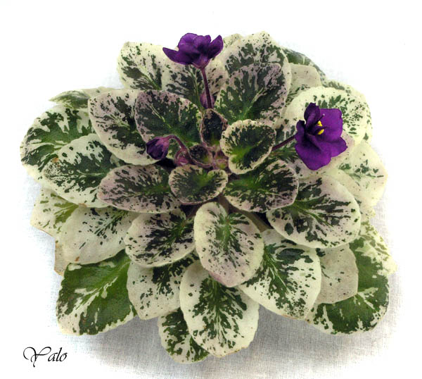 3 место – Precious Purple (H. Pittman), колл. Т. Омельченко