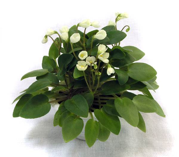 2 место – Chantaspring (Hair), колл. В. Титовская