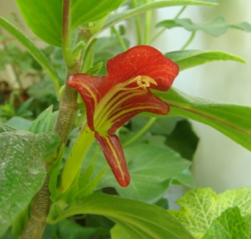 Roumondii (species )