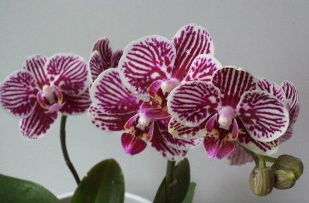 Phal. Taida King's Caroline 'Taida Little Zebra
