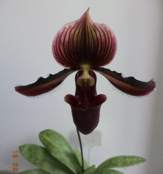 Maudiac Vinicolor ( Voodoo Madic Х Pulsar)