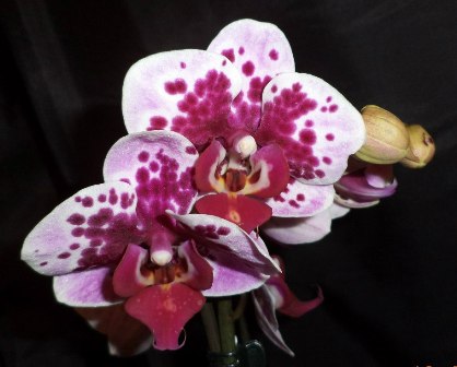 Dtps. Chian Xen Violin