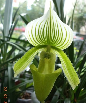 Paphiopedilum Maudiae