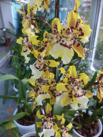 Odontocidium Wildcat