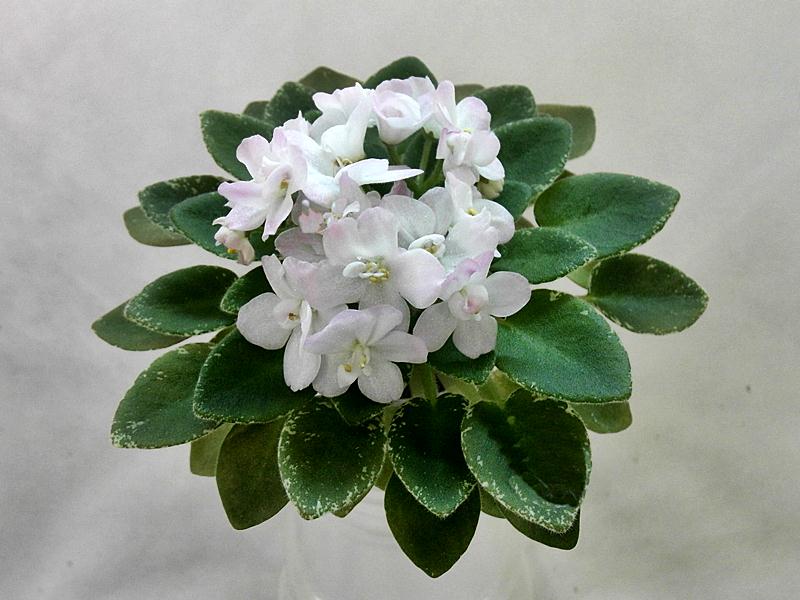 Shirl`s Touch` o Pink.JPG