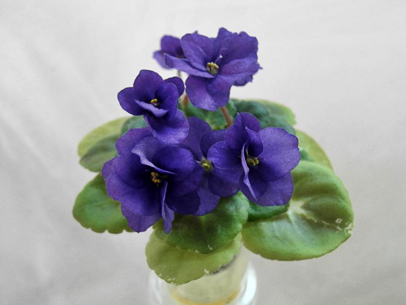 Shirl's Purple Passion.JPG