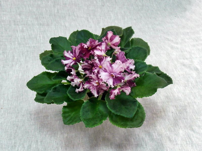 ЛЕ-Веснянка.JPG