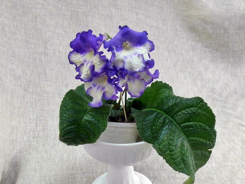 Ds. Пышная Краса.JPG