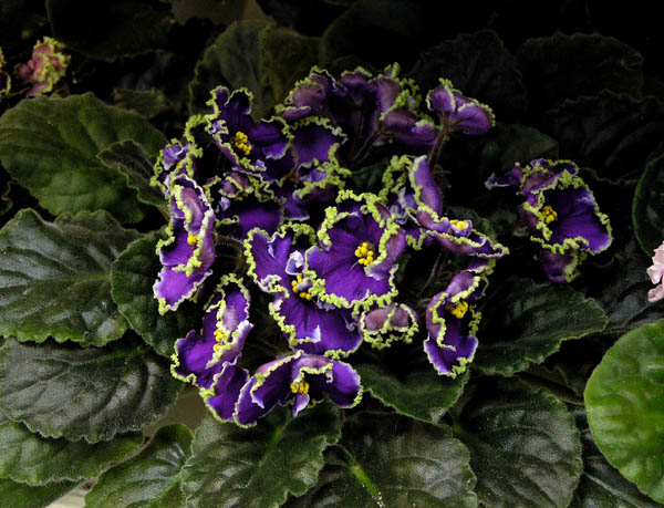 Emerald Lace (J. Swift)