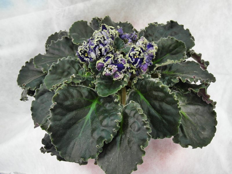 Purple Lace.JPG