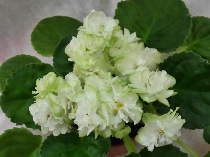 Spring Rose.JPG