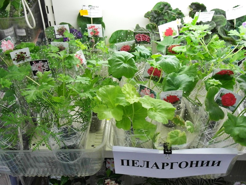 Пеларгонии.JPG
