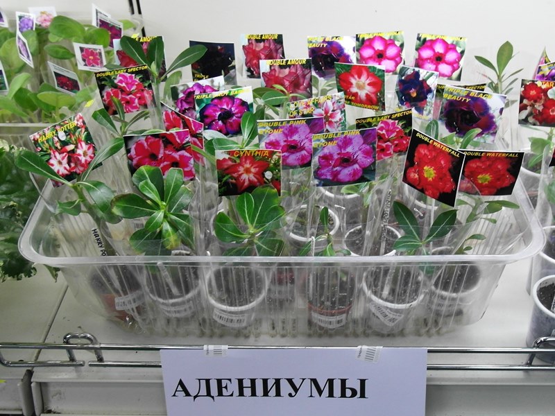 Адениумы.JPG