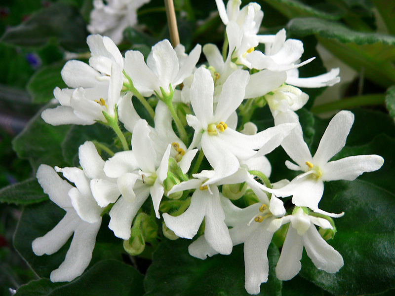Lunar-Lily-(Неволина)226.jpg