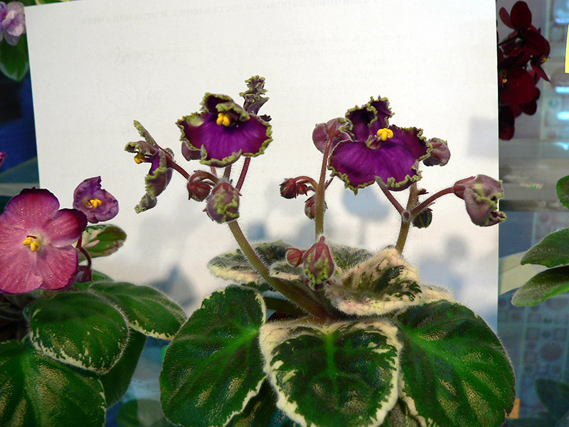 P1650513.JPG