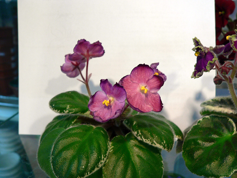P1650516.JPG