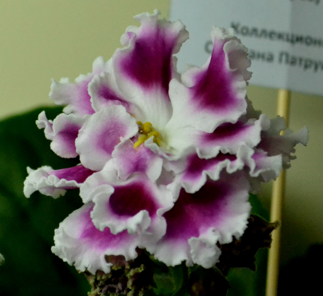 Амадеус кол. Патрушевой